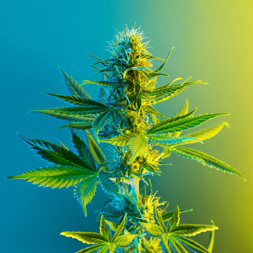 Cannabis Facts